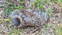 Sylvilagus floridanus