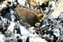 Boloria alberta
