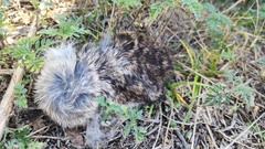 Sylvilagus floridanus