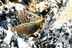 Boloria alberta