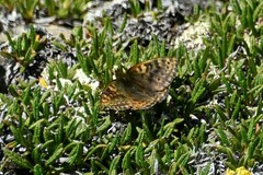 Boloria alberta