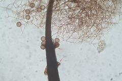 Collaria arcyrionema