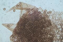 Collaria arcyrionema