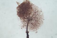 Collaria arcyrionema