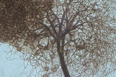 Collaria arcyrionema