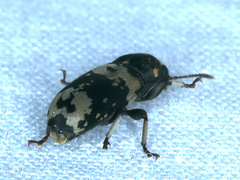 Basitropis relicta