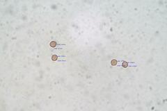 Collaria arcyrionema