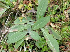 Sonchus kirkii