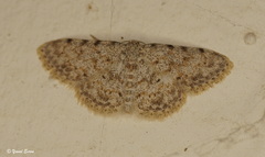 Scopula luridata