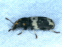 Basitropis relicta