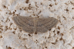 Scopula minorata