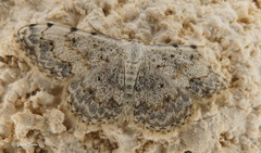Scopula submutata