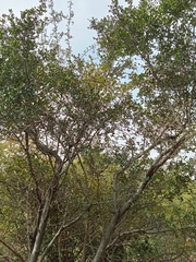 Diospyros ferrea
