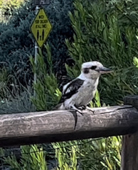 Dacelo novaeguineae novaeguineae