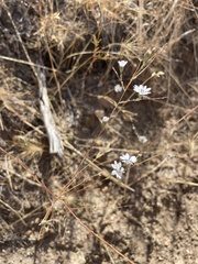 Blepharipappus scaber