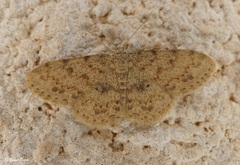 Scopula luridata