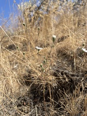 Blepharipappus scaber