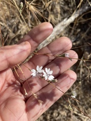 Blepharipappus scaber
