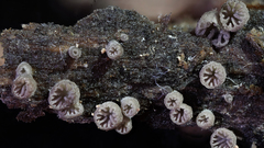 Resupinatus striatulus