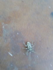 Lagocheirus araneiformis