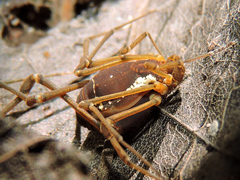 Eucynortula metatarsalis