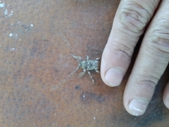 Lagocheirus araneiformis