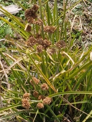 Cyperus entrerianus