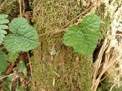 Rubus pectinellus