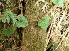 Rubus pectinellus