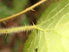 Rubus pectinellus