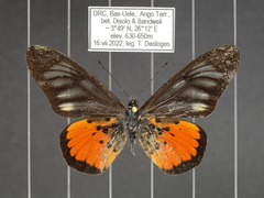 Acraea pelopeia