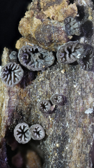 Resupinatus striatulus