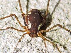 Eucynortula metatarsalis