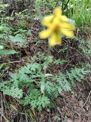 Tephroseris integrifolia