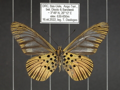 Acraea pelopeia