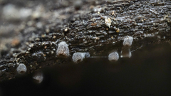 Resupinatus striatulus