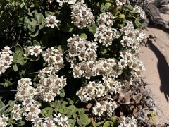 Ixodia achillaeoides