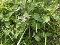 Solanum furcatum