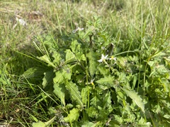 Solanum furcatum