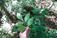 Gynochthodes jasminoides