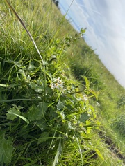 Solanum furcatum