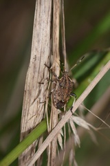 Oncocoris geniculatus