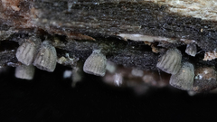 Resupinatus striatulus