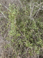 Forestiera angustifolia