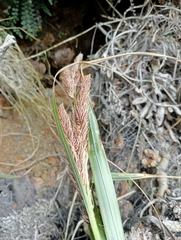 Carex trifida