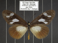 Acraea lycoa
