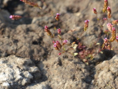 Rotala serpyllifolia