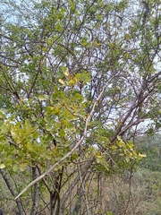 Dolichandrone falcata