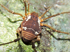 Eucynortula metatarsalis
