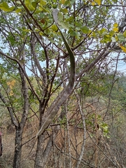 Dolichandrone falcata